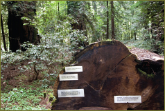 The Dyerville Giant, One of the Tourist Attractions in Humboldt County, CA