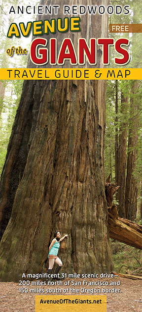 Ancient Redwoods  Humboldt County, CA - Avenue of the Giants