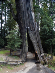A Drive-Through Tree in Humboldt County, CA