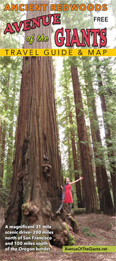 Avenue of the Giants