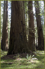 Avenue of the Giants